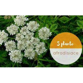 4 plante care te ajuta sa tratezi impotenta fara medicamente